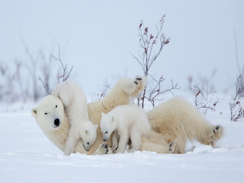 原装试管是什么(日本的试管技术)